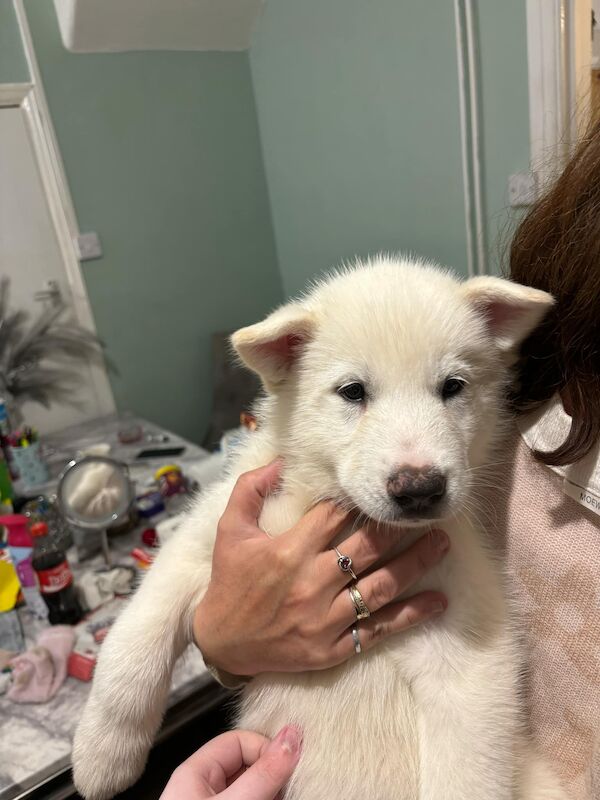 Siberian husky x Alaskan malamute puppies for sale in Southminster, Essex - Image 2