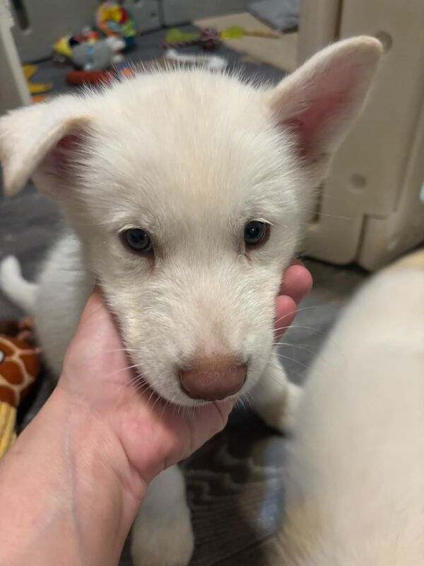 Siberian husky x Alaskan malamute puppies for sale in Southminster, Essex - Image 3