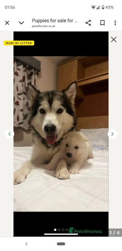 Siberian husky x Alaskan malamute puppies for sale in Southminster, Essex - Image 4