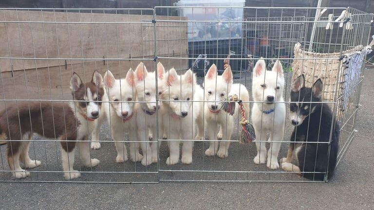 Siberian Husky X Alaskan Malamute Puppy Puppies for sale in Chessington, Greater London