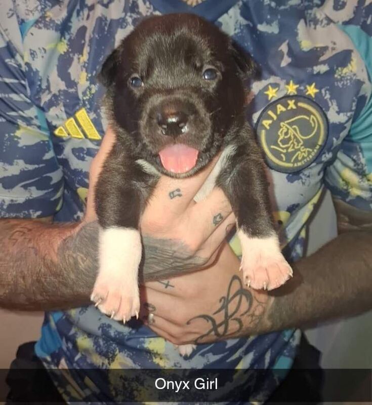 Siberian Husky Puppies For Sale Under £1,000
