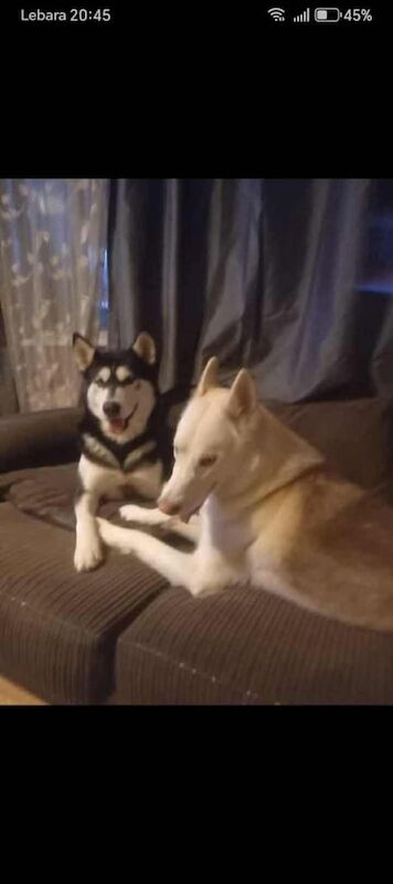 Siberian Husky puppies for sale in Northfleet, Kent – 4 months old