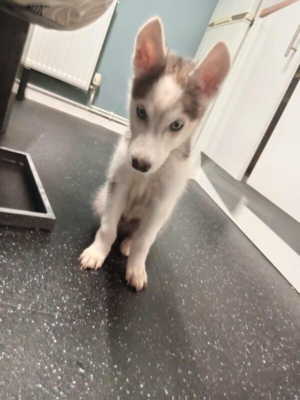 Siberian Husky puppies for sale in Northfleet, Kent – 4 months old - Image 2 of 2