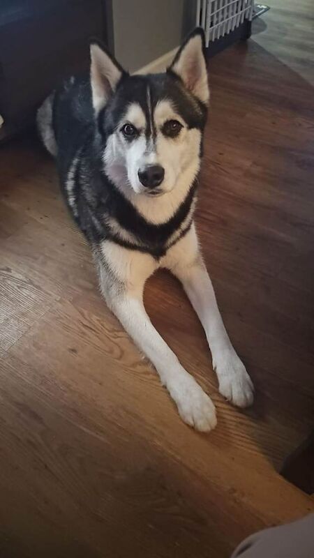Siberian Husky puppies for sale in Newbury, Berkshire – 3 years old
