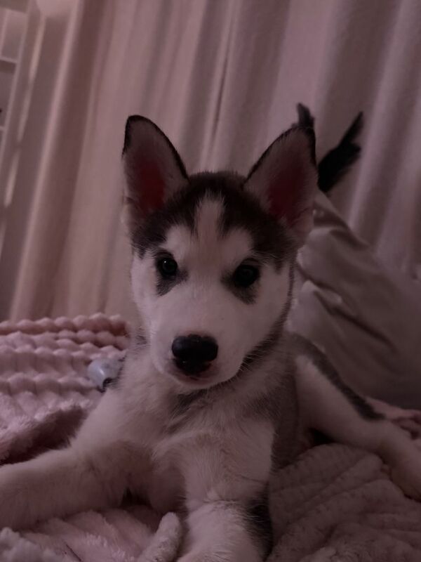 Sirberian husky puppy