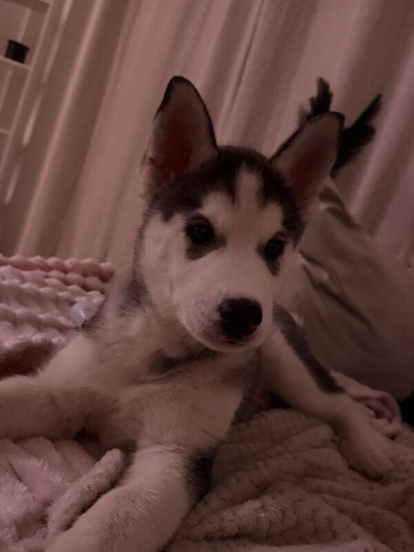 Sirberian husky puppy - Image 2 of 4