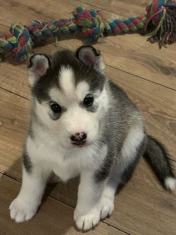 Sirberian husky puppy - Image 3 of 4
