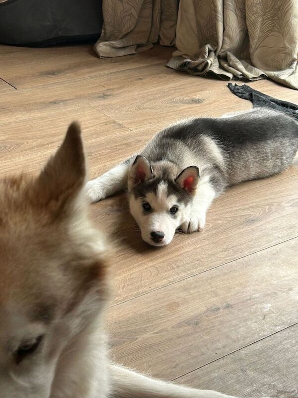 Sirberian husky puppy - Image 4 of 4