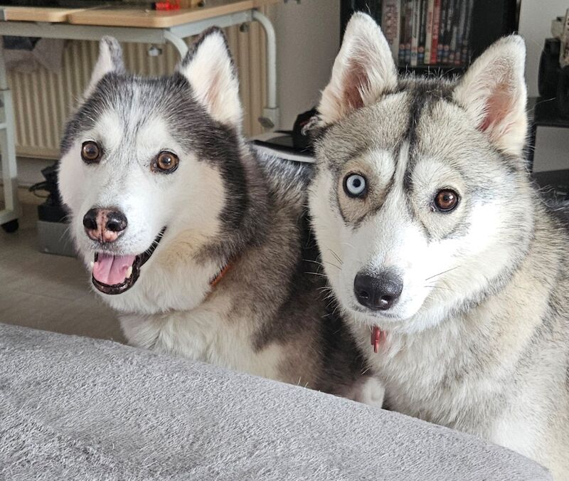 Siberian Husky Puppies For Sale Under £1,000