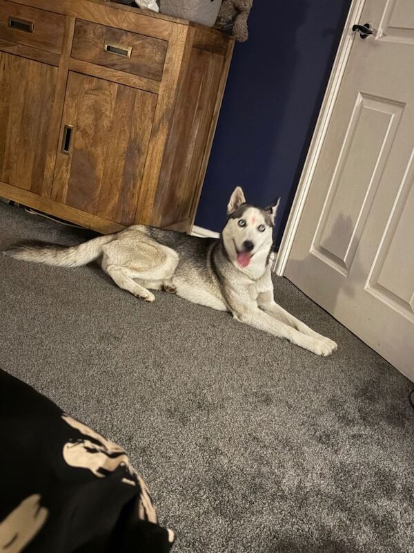 Small Husky
