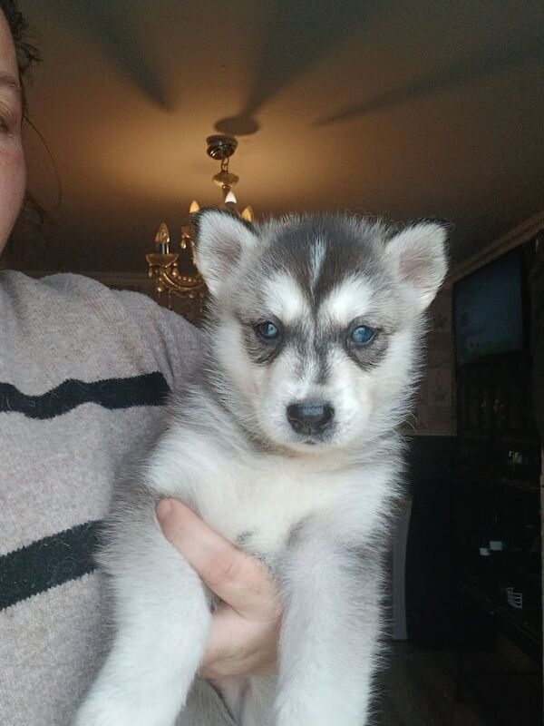 Siberian Husky puppies for sale in Gravesend, Kent – 7 weeks old