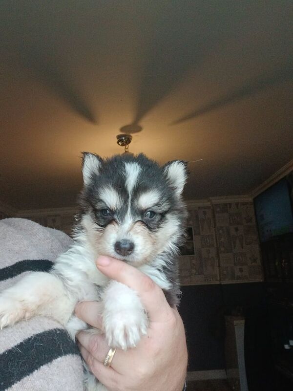Siberian Husky puppies for sale in Gravesend, Kent – 7 weeks old - Image 2 of 3
