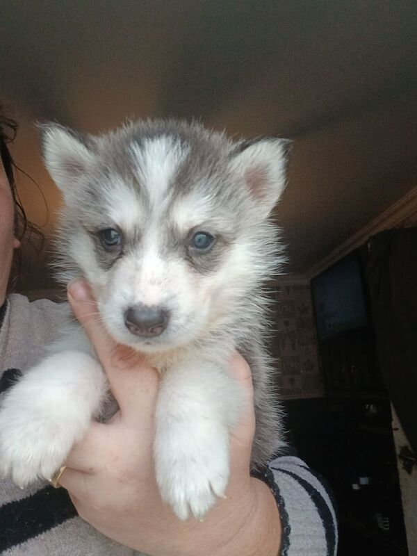 Siberian Husky puppies for sale in Gravesend, Kent – 7 weeks old - Image 3 of 3