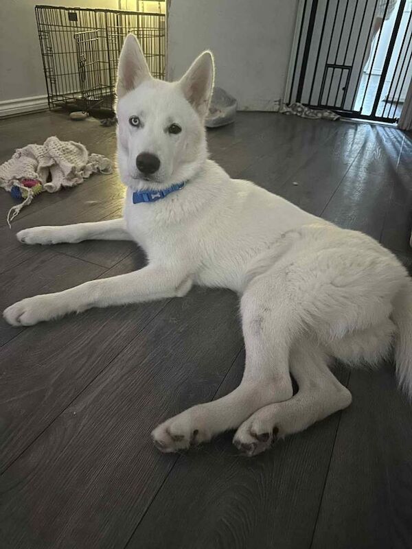 Siberian Husky puppies for sale in Blacon, Cheshire – 1 year old