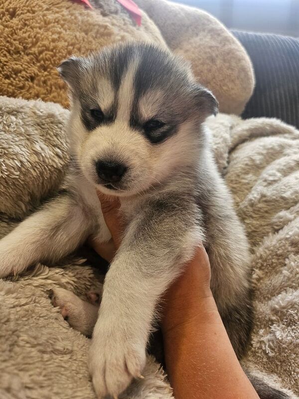 Siberian Husky puppies for sale in Cumnock, Ayrshire and Arran – 3 weeks old