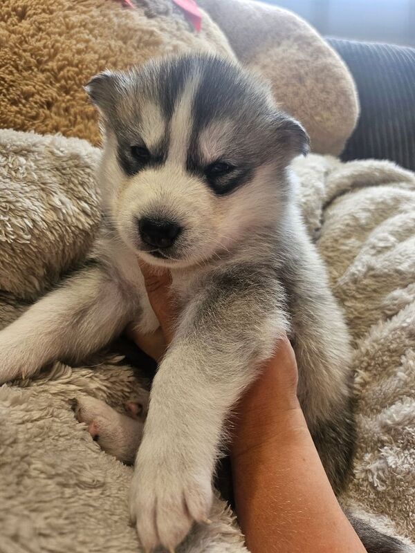 Siberian Husky puppies for sale in Cumnock, Ayrshire and Arran – 4 weeks old - Image 2 of 3