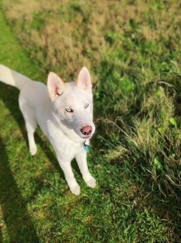 Siberian Husky puppies for sale in Balgreen, Edinburgh – 10 months old