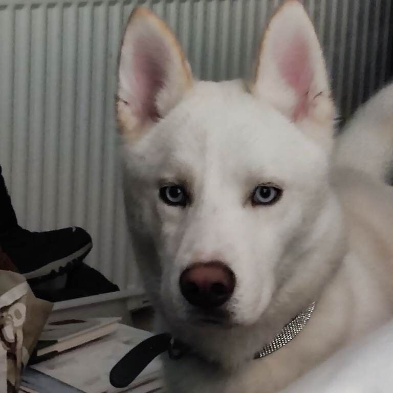 Stunning White, blues eyes Husky - Image 2 of 3