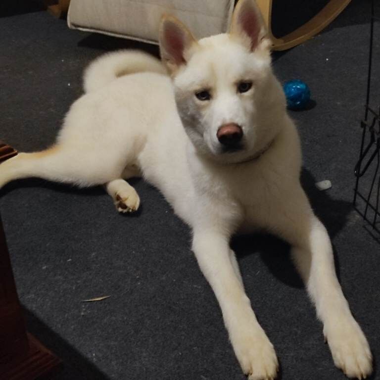 Stunning White, blues eyes Husky - Image 3 of 3