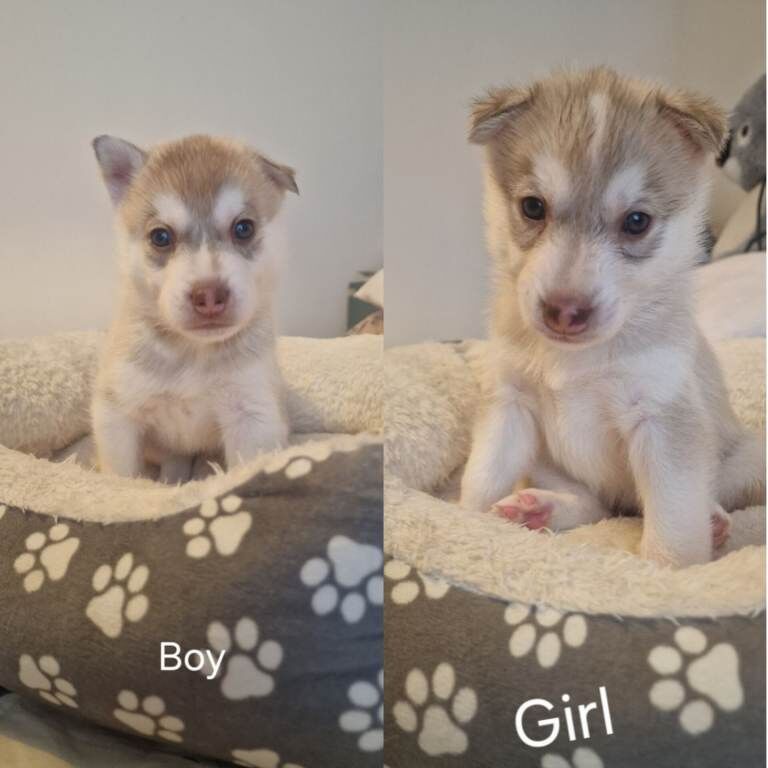 Syberian Husky Puppy