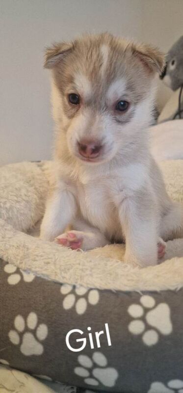 Syberian Husky Puppy - Image 2 of 3