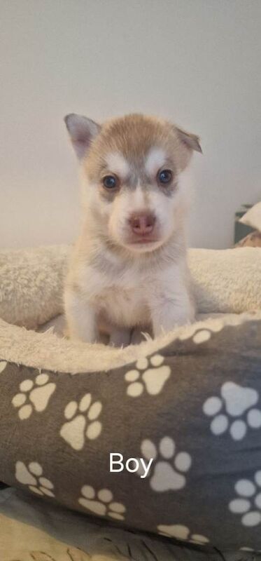 Syberian Husky Puppy - Image 3 of 3