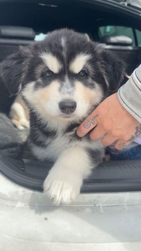 Husky Puppies For Sale