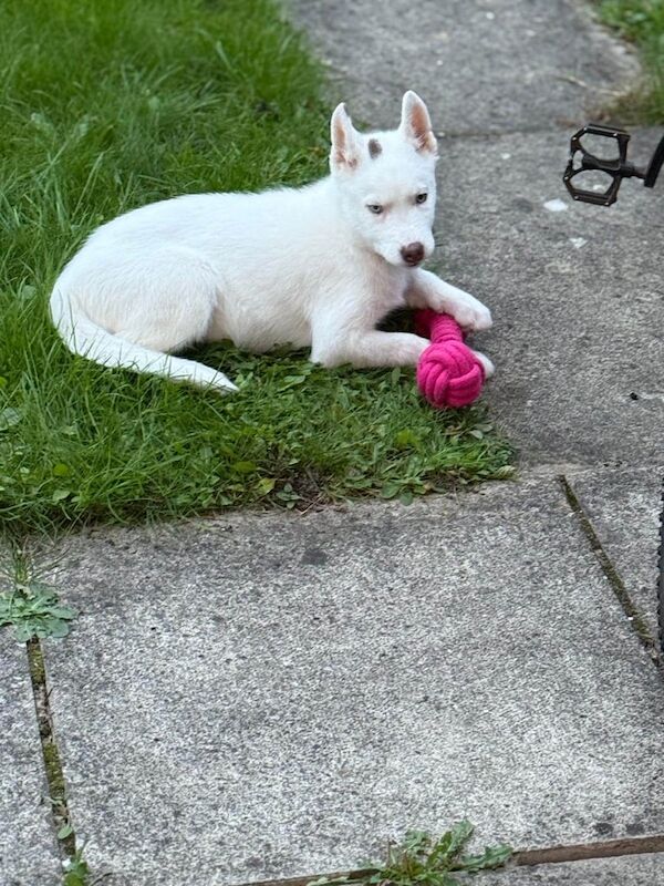 Siberian Husky puppies for sale in Dingle, Merseyside – 3 months old