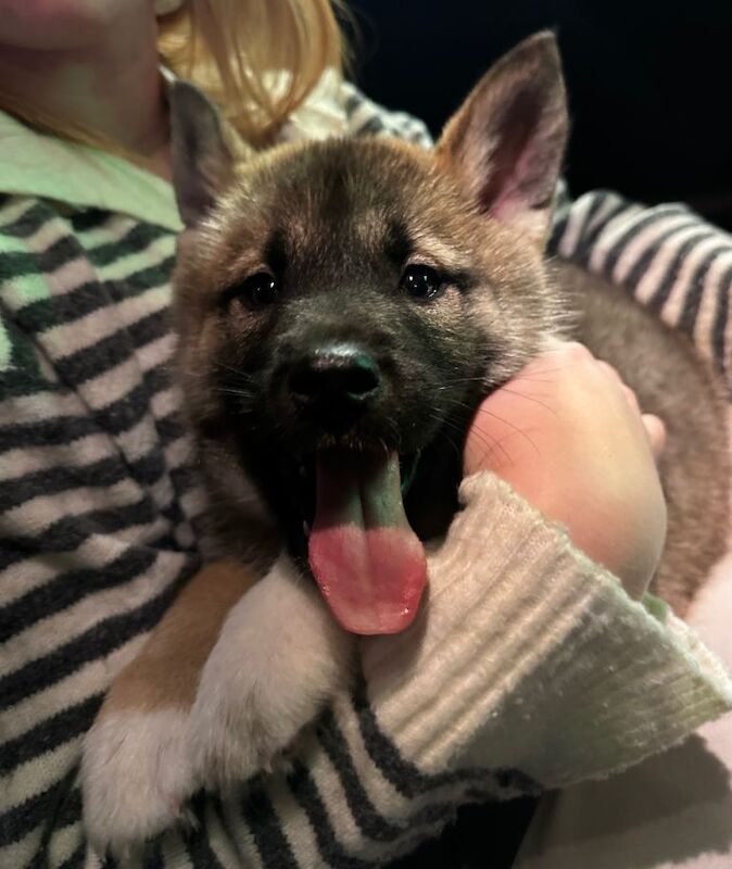 Siberian Husky Puppies For Sale Under £1,000