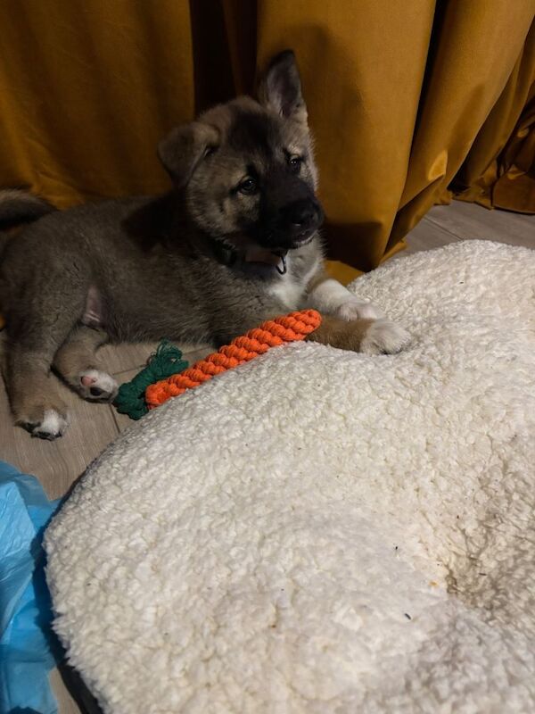 Siberian Husky puppies for sale in Doncaster, South Yorkshire – 9 weeks old - Image 2 of 5