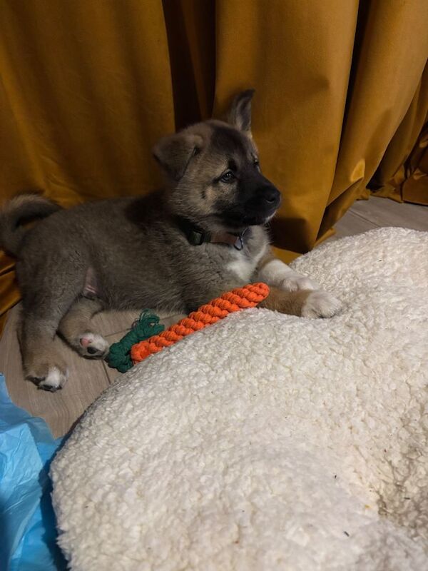 Siberian Husky puppies for sale in Doncaster, South Yorkshire – 9 weeks old - Image 3 of 5