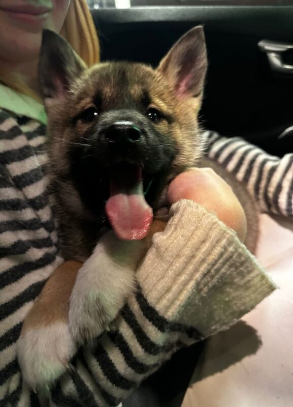 Siberian Husky puppies for sale in Doncaster, South Yorkshire – 9 weeks old - Image 4 of 5