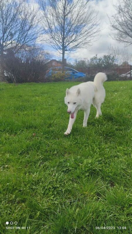 Husky Puppies For Sale