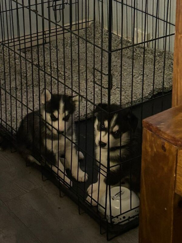 Siberian Husky puppies for sale in Sheldon, West Midlands – 8 weeks old