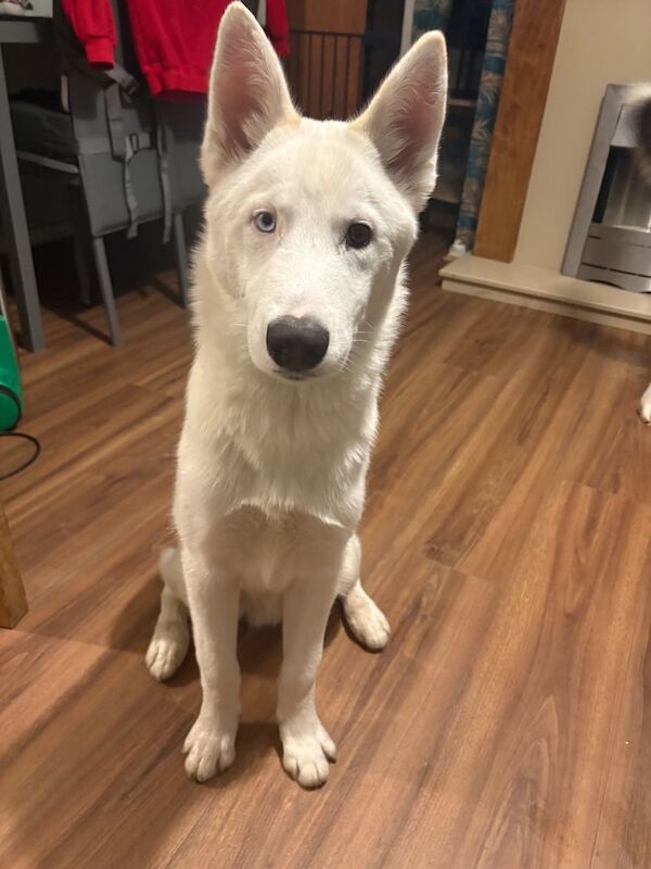 Siberian Husky puppies for sale in Bangor, County Down – 5 months old