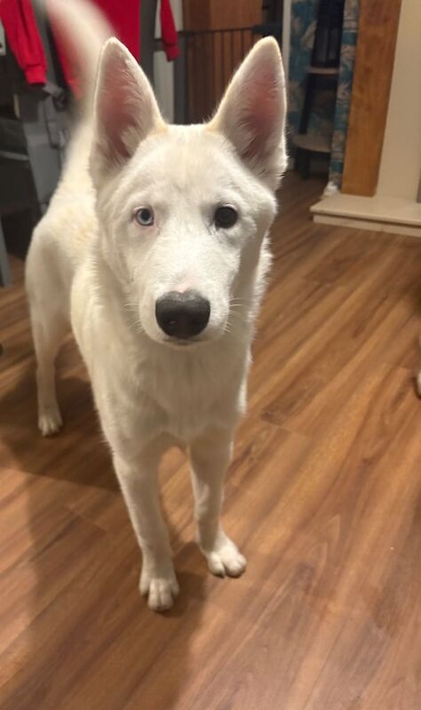 Siberian Husky puppies for sale in Bangor, County Down – 5 months old - Image 2 of 3