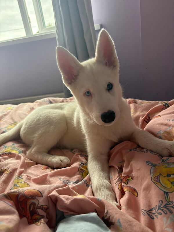 Siberian Husky puppies for sale in Bangor, County Down – 5 months old - Image 3 of 3