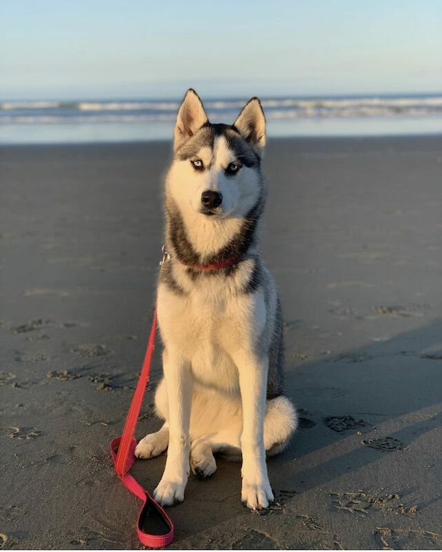 Tina Pepe - Husky breeder