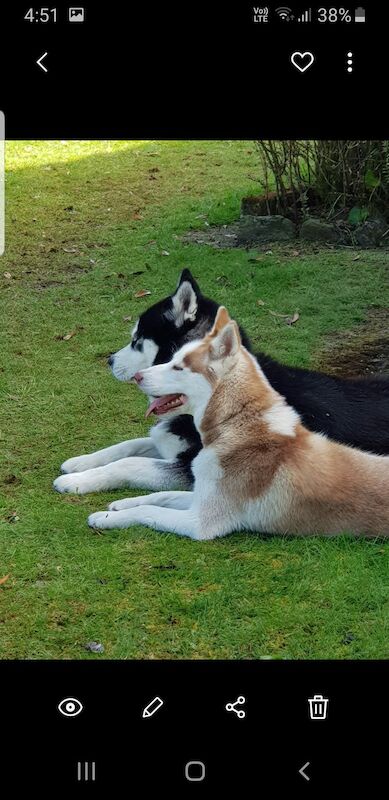 James Jessica - Husky breeder