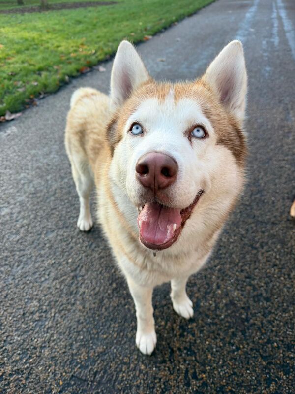 Bahi Ghubril - Husky Breeder - Image 1