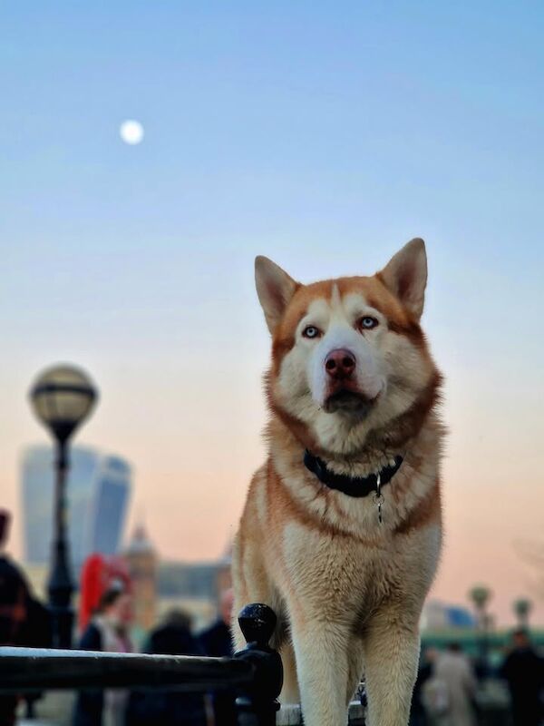 Bahi Ghubril - Husky Breeder - Image 2