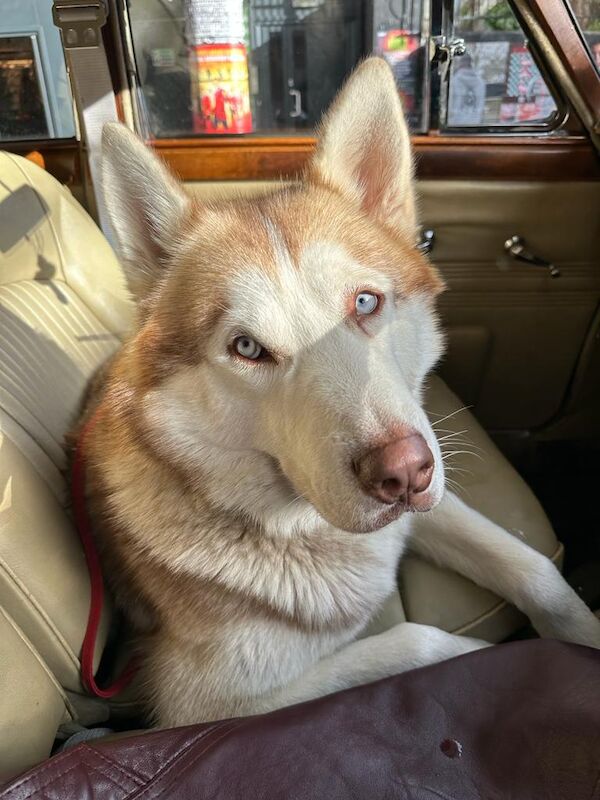 Bahi Ghubril - Husky Breeder on Siberian Husky Owners - Image 3