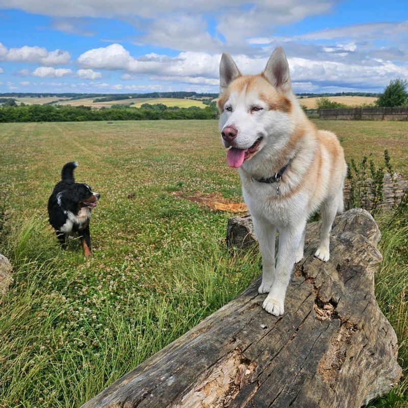 Bahi Ghubril - Husky Breeder on Siberian Husky Owners - Image 4