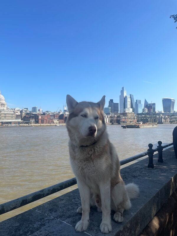 Bahi Ghubril - Husky Breeder on Siberian Husky Owners - Image 5