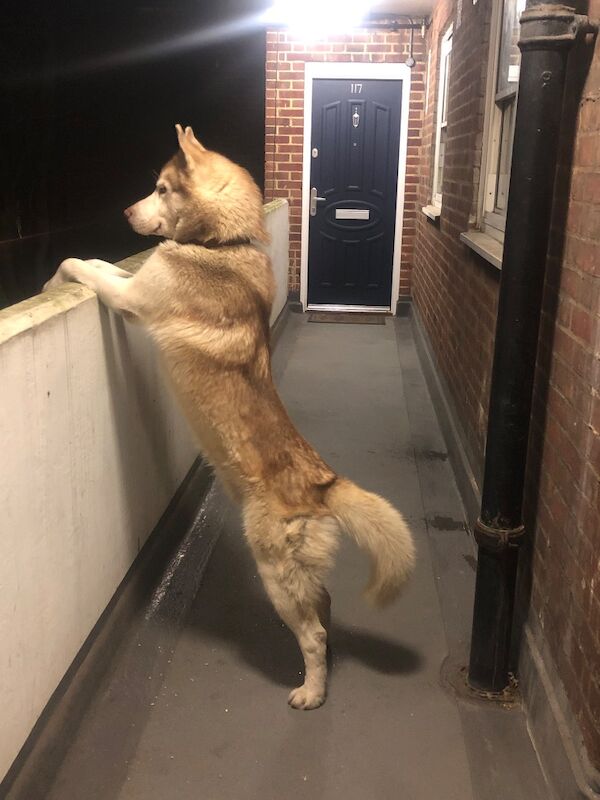 Bahi Ghubril - Husky Breeder - Image 6