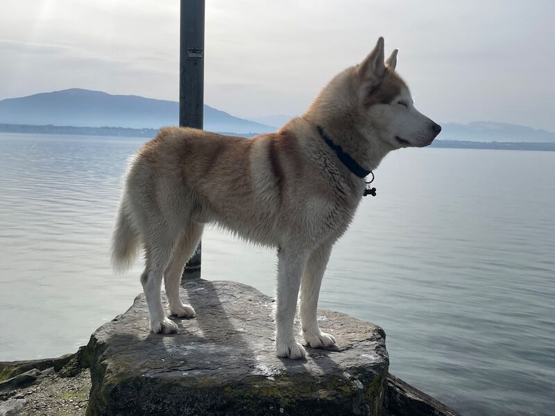 Bahi Ghubril - Husky Breeder on Siberian Husky Owners - Image 7