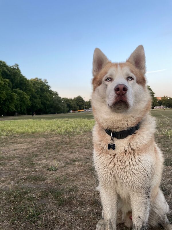 Bahi Ghubril - Husky Breeder - Image 8