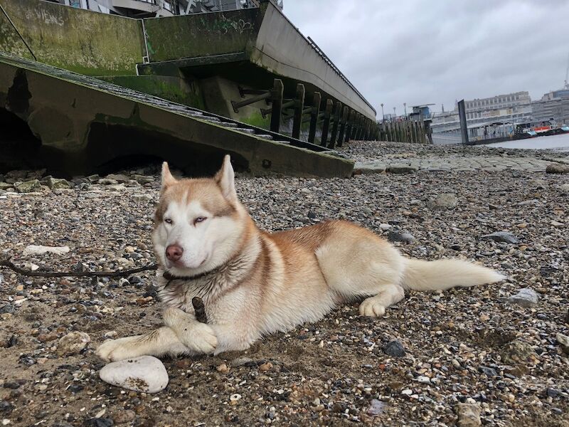 Bahi Ghubril - Husky Breeder - Image 9