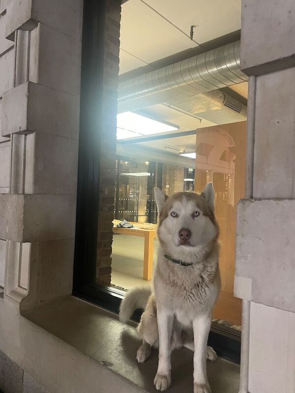 Bahi Ghubril - Husky Breeder on Siberian Husky Owners - Image 10