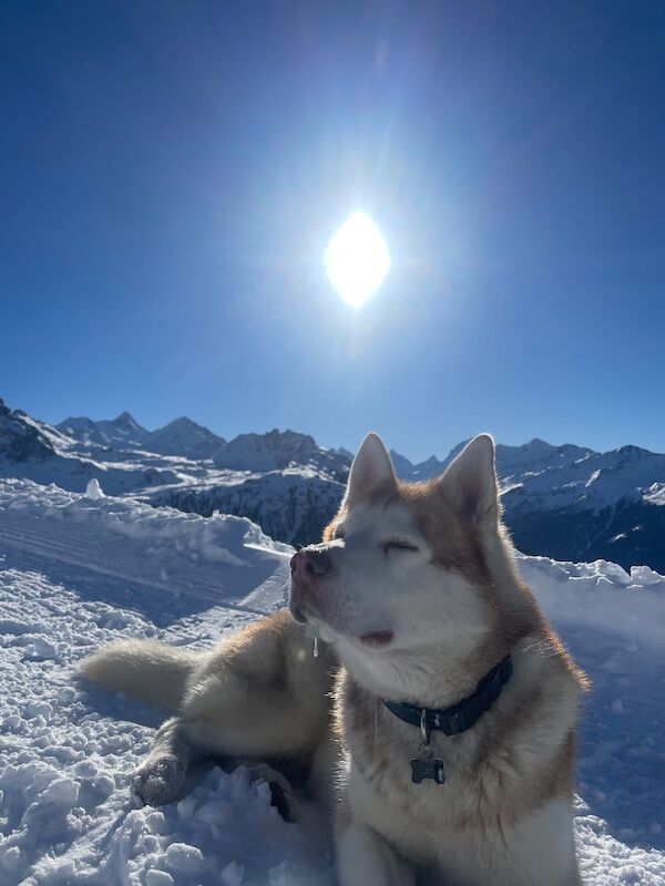 Bahi Ghubril - Husky Breeder on Siberian Husky Owners - Image 11